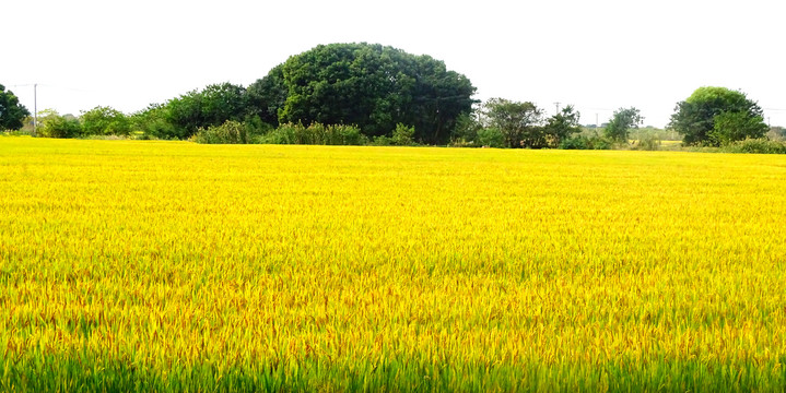 金黄色水稻田