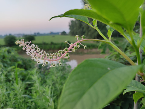 垂序商陆