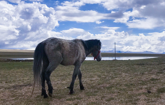 317西藏风光美景草原上的骏马