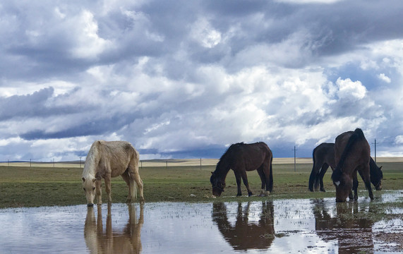 西藏八木措草原上的四匹马在吃草