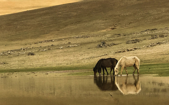 两匹马在水边吃草
