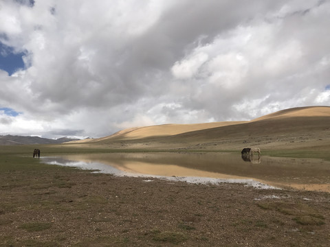 西藏317国道边三匹马在吃草