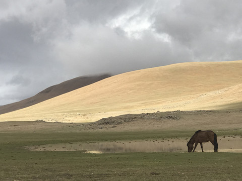西藏317国道边一匹马在吃草