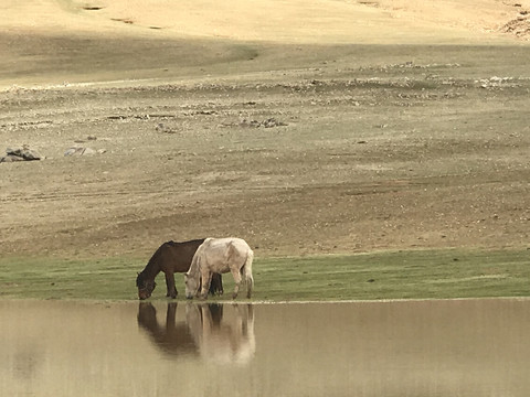 317国道旁两匹马的水边倒影