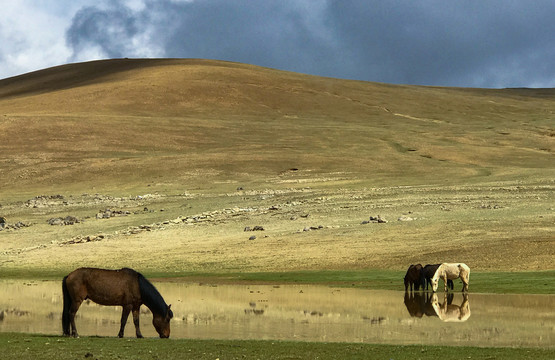 西藏317国道旁三匹马在水边