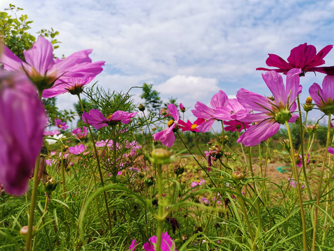 格桑花