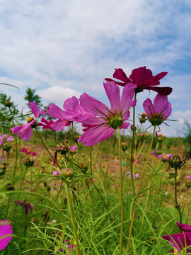 格桑花