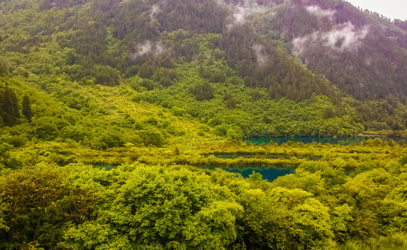 树正群海