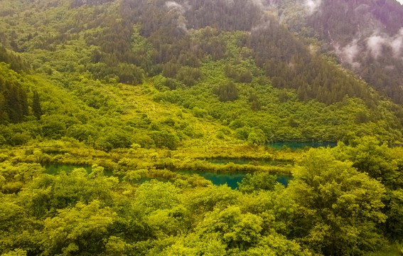 树正群海