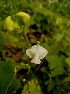 扁豆白花