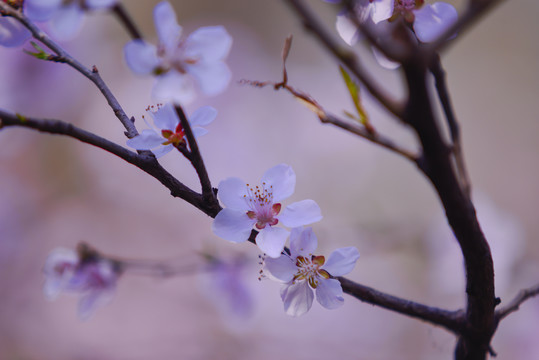 山桃花