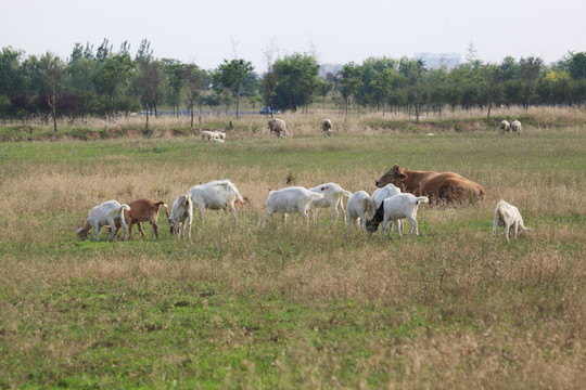 牛和羊