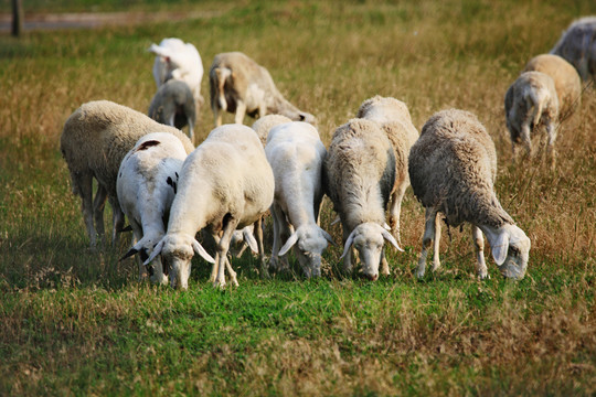 羊群