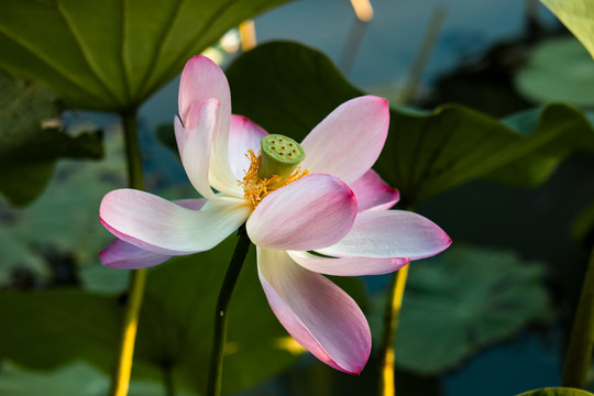 一朵盛开的莲花