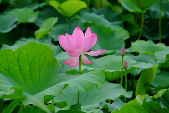 花卉植物