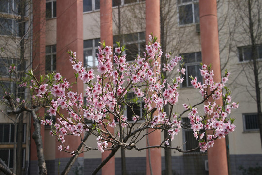 樱花盛开三月绽放粉白