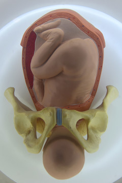 生命科学胎儿分娩