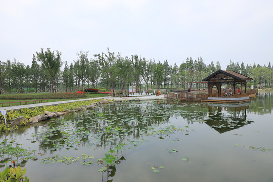湿地公园景观湖心亭