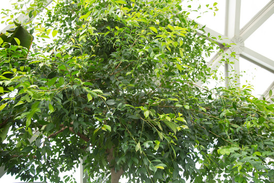 上海辰山植物园里的热带澳洲蒲桃