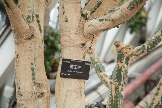 植物园里的多肉植物霸王鞭