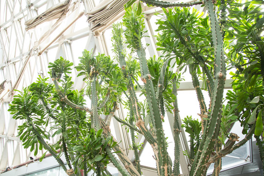 植物园里的多肉植物霸王鞭