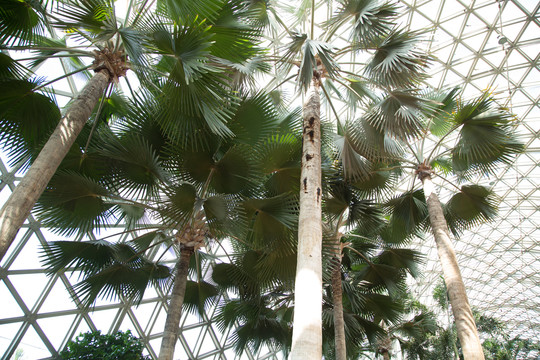 热带植物园里的霸王棕