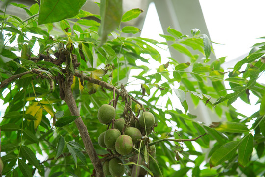 热带植物园里的槟榔青