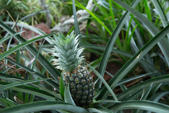 热带植物园里的植物菠萝