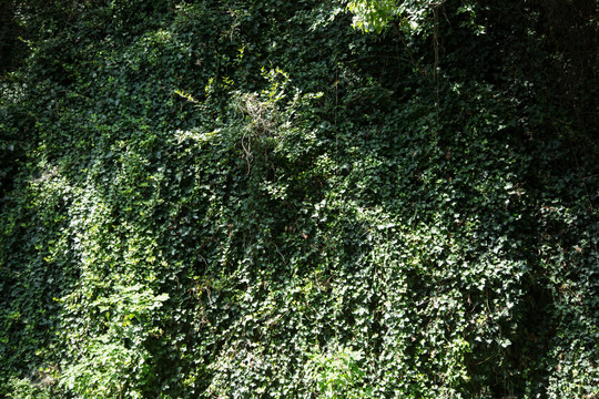 植物园里爬满常春藤的墙