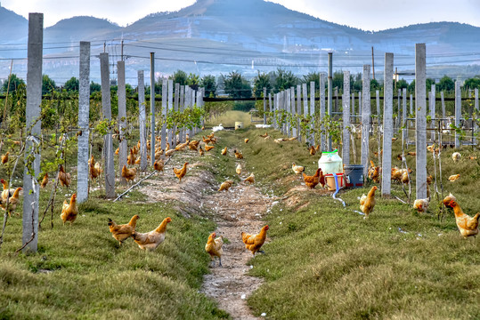 跑山鸡