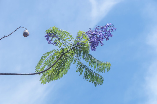 蓝花楹花枝