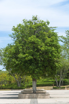 一棵绿色的树