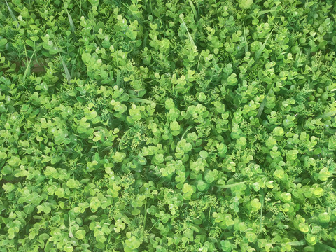 绿植墙