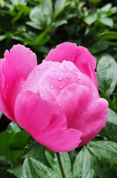 露珠芍药花