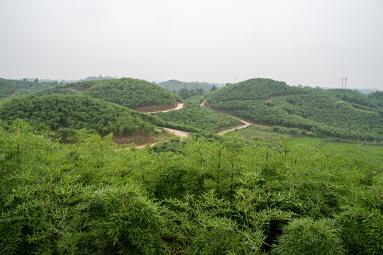 雷竹