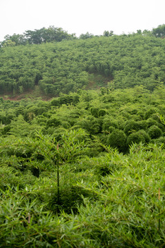 雷竹种植基地