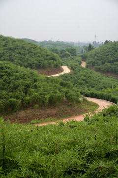雷竹