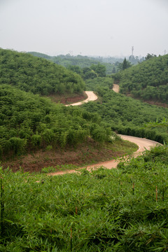 雷竹