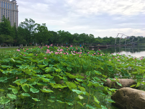 六合区政府边龙池湖荷花荷叶