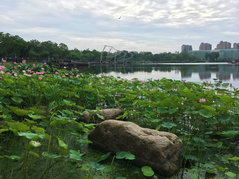 六合区政府边龙池湖荷花荷叶