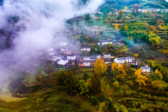 高山云雾茶