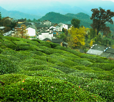 高山茶园