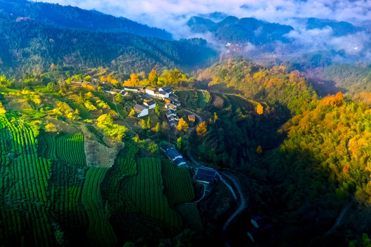 高山茶园