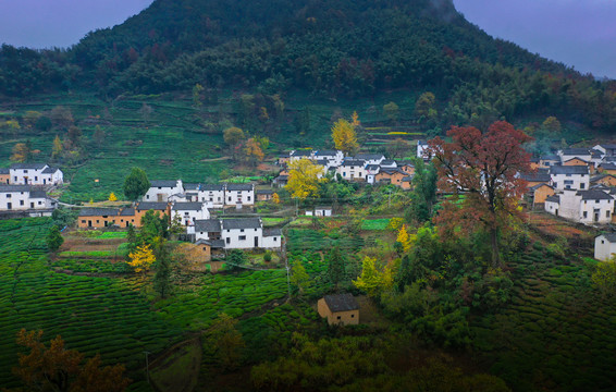 高山茶园