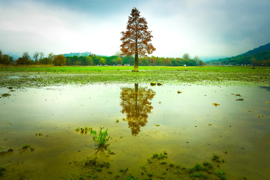 湖边一棵树