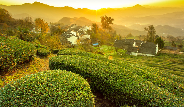 黄山茶园风光