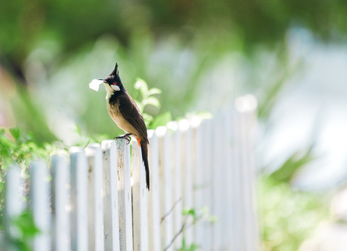 篱笆上的红耳鹎鸟