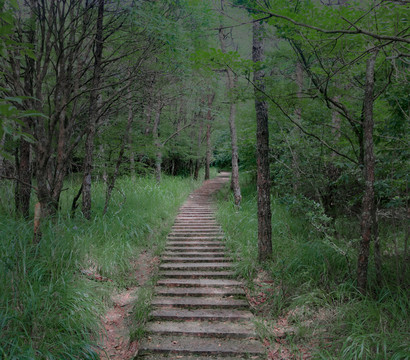 林间步道