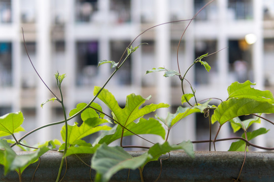 爬山虎绿植藤蔓绿植墙