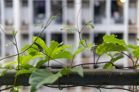 爬山虎绿植藤蔓绿植墙